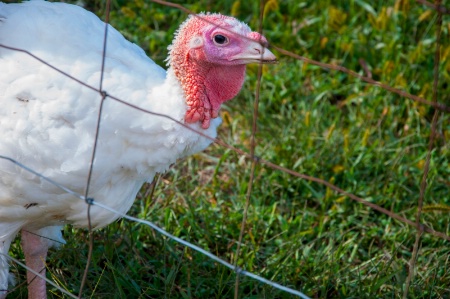 Turkey Farm Resident