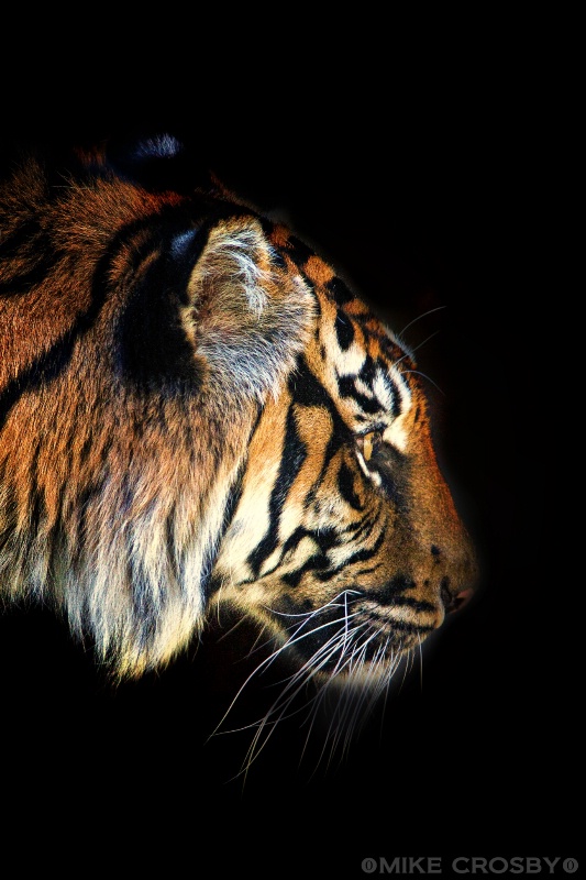 Sumatran Tiger 