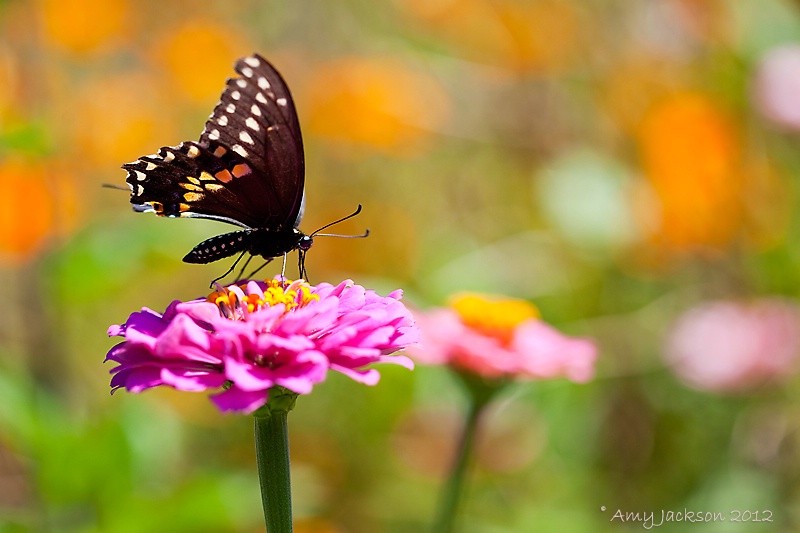 Butterfly on Zinnia