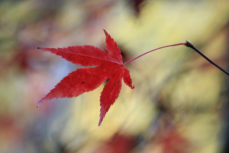 Autumnal canvas