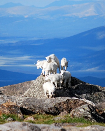 All the Baby Goats