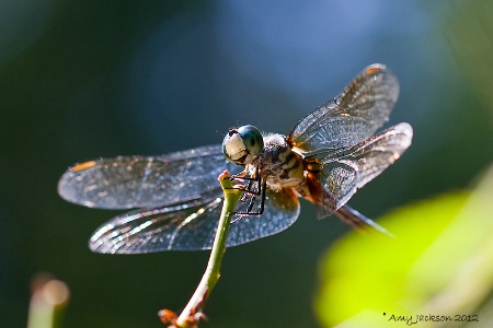 Blue Dragonfly