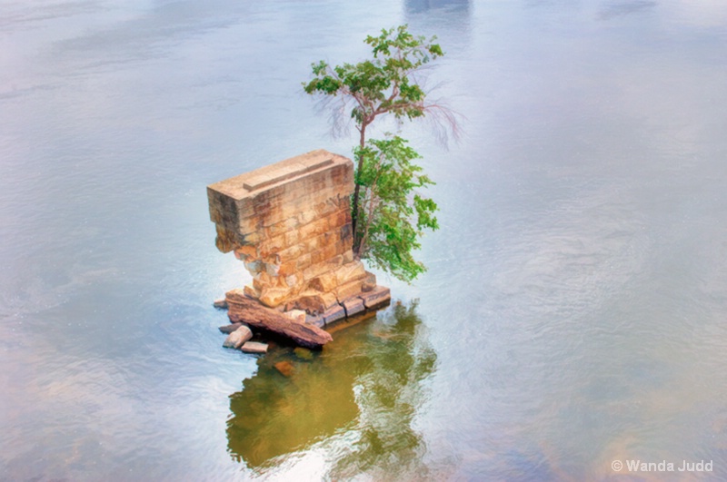 James River "Bloom where you are Planted"  - ID: 13325147 © Wanda Judd