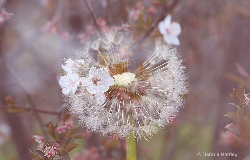 Dandelion and Blossom - ID: 13325930 © Debbie Hartley