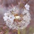2Dandelion and Blossom - ID: 13325930 © Debbie Hartley