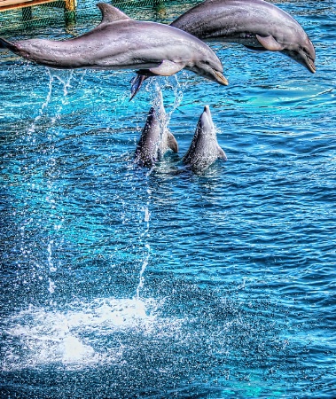 Dolphin Show