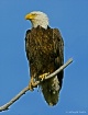 Standing Watch ov...