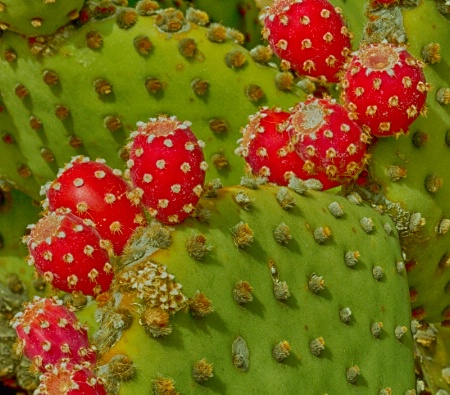 Cactus Color