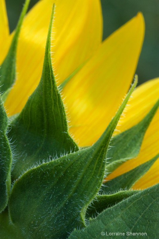 Sunflower Detail