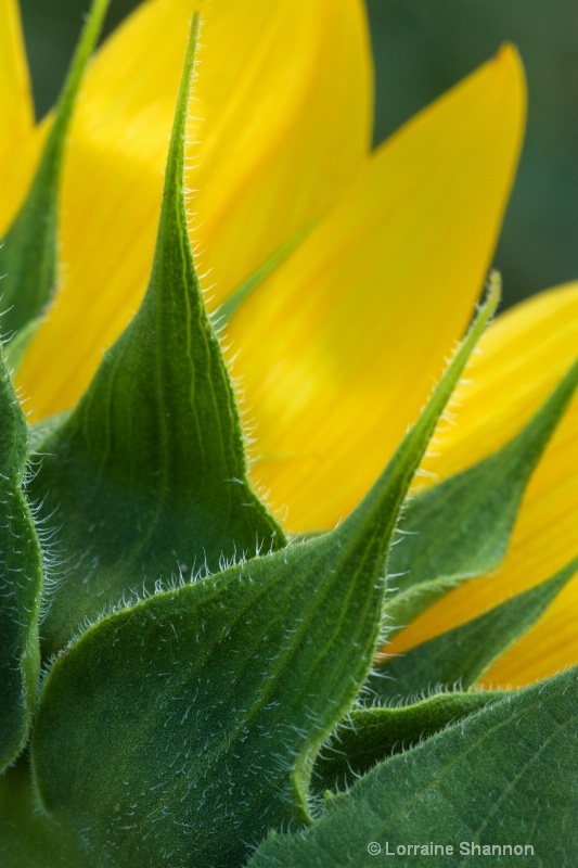 Sunflower Detail