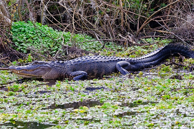 American Alligator - ID: 13326573 © Jeff Gwynne