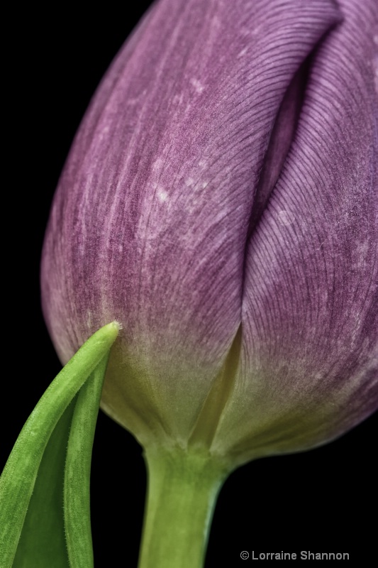 Tulip Tenderness
