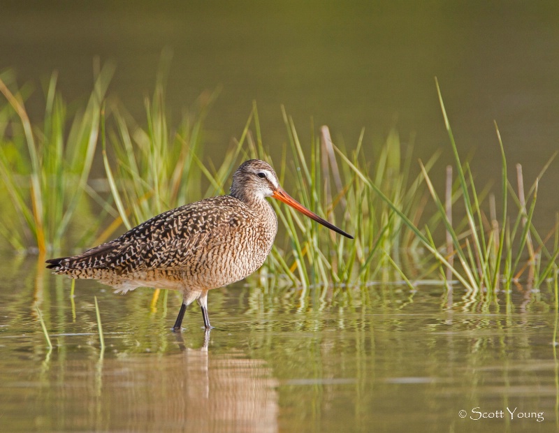 Marbled Godwit; Fort DeSoto; Tierra Verde, Fl - ID: 13326602 © Richard S. Young