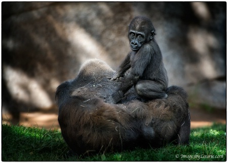 Gorilla Sofa