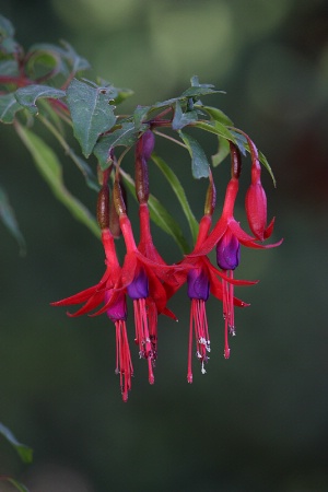 Fuchsia flowers #1