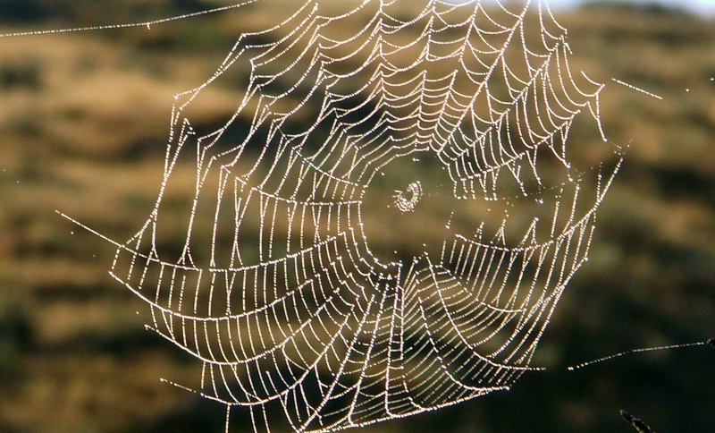 Dewy  Spider  Web