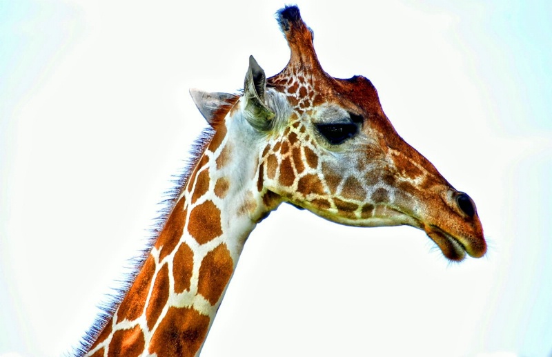A Giraffe Profile...