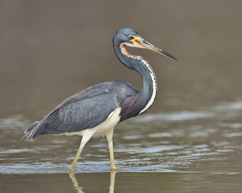 Striding Tricolored Heron
