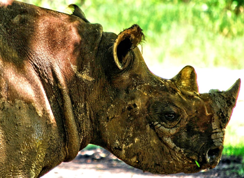 A Rhino Profile...