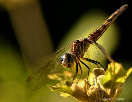 Small Dragonfly 