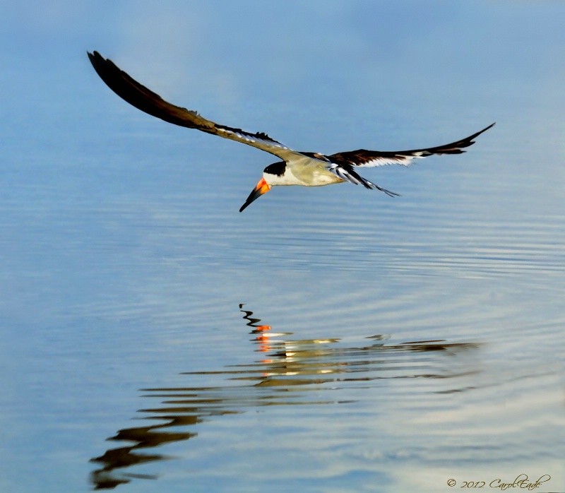 Black Skimmer In Flight, Marco Island - ID: 13332957 © Carol Eade