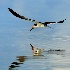2Black Skimmer In Flight, Marco Island - ID: 13332957 © Carol Eade