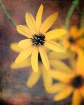 rustic coreopsis
