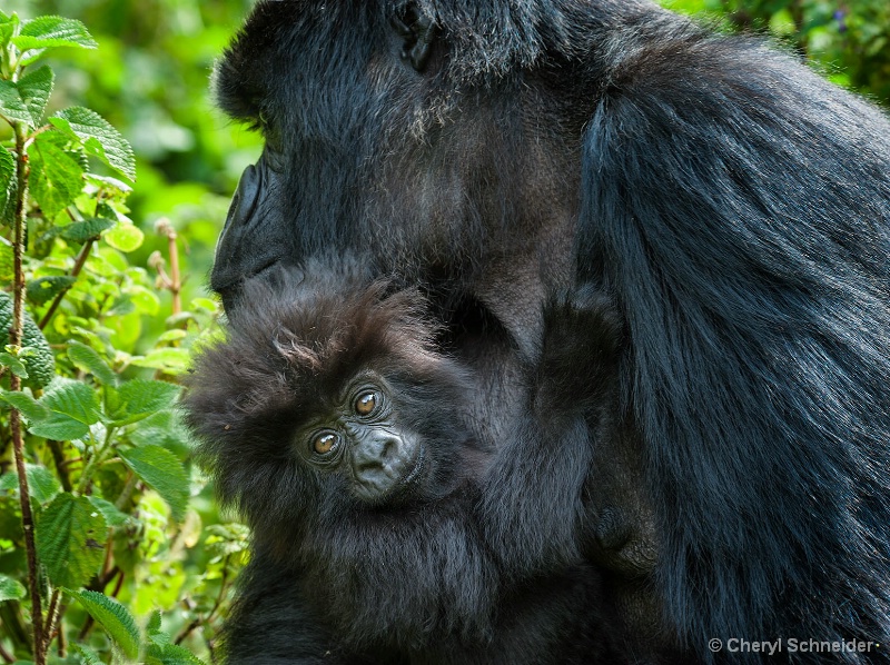 Infant Mountain Gorilla 1109