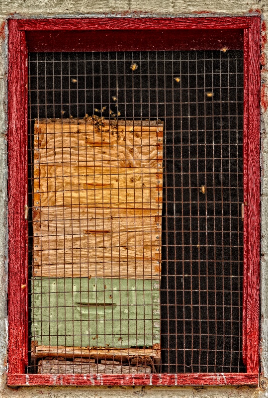 Bee Doorway