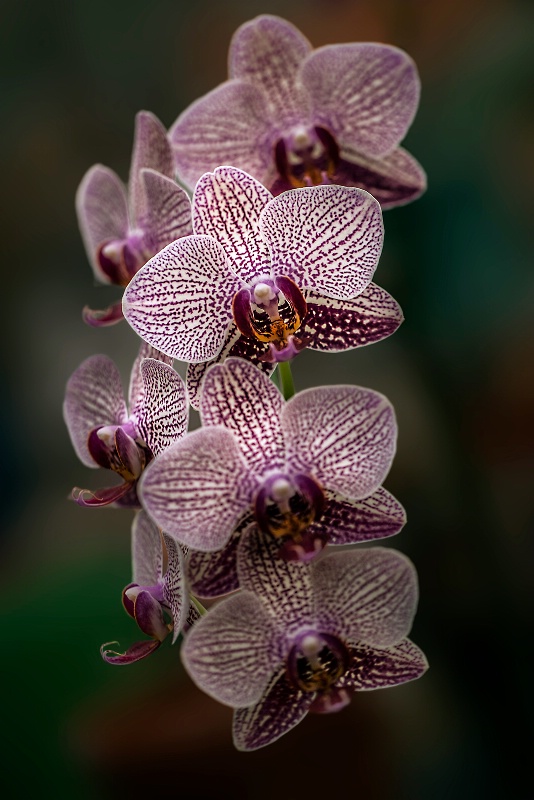 Orchid Display 2