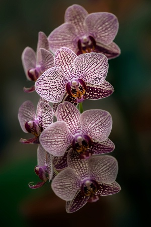 Orchid Display 2
