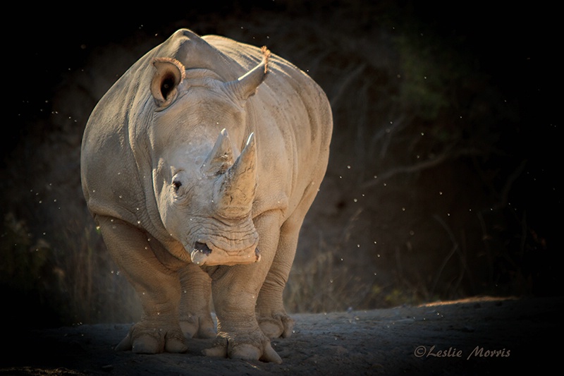 Rhino at Dusk - ID: 13336973 © Leslie J. Morris