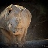 © Leslie J. Morris PhotoID # 13336973: Rhino at Dusk