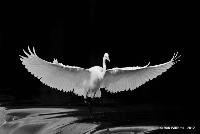Egret Wings