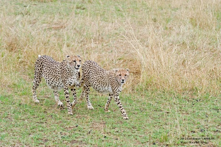 Cheetahs-Masai Mara (Kenya)