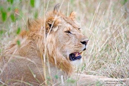 Lion-Masai Mara-Kenya