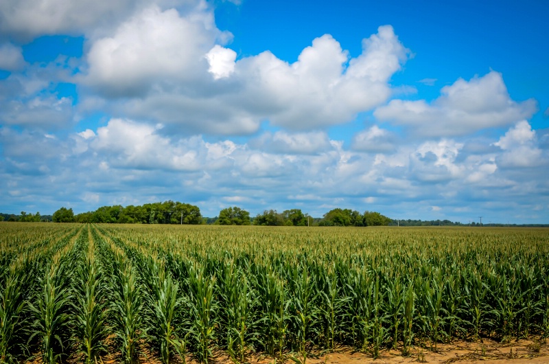 Corn field and blue skies