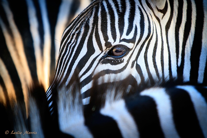 Eye of Zebra - ID: 13345771 © Leslie J. Morris