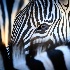 © Leslie J. Morris PhotoID # 13345771: Eye of Zebra