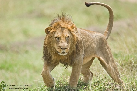 Alpha male Lion-Masai Mara-Kenya-2