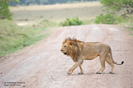 Alpha male Lion-Masai Mara-Kenya-1