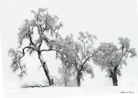 Oak Trees In Snow