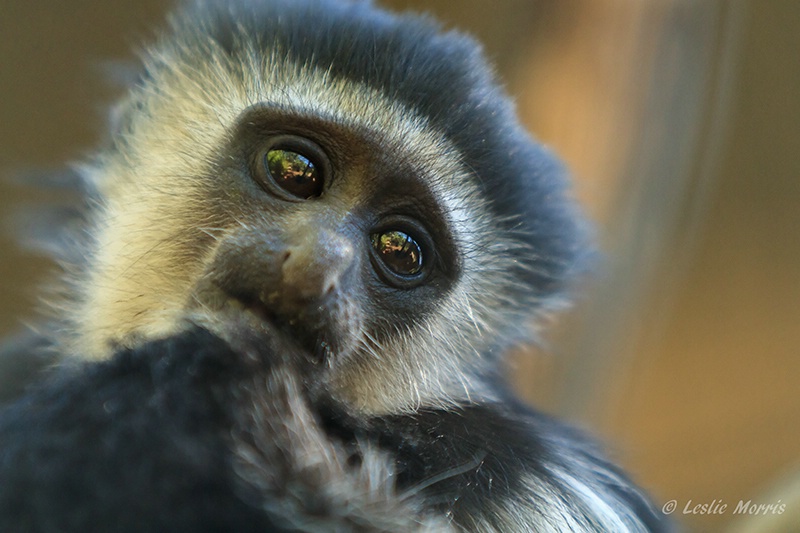 Baby Colobus Monkey - ID: 13347921 © Leslie J. Morris
