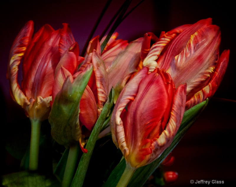 Noble tulips