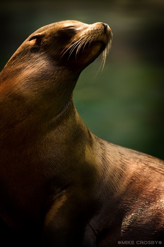 California Sea Lion