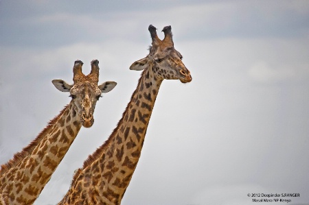 Giraffes !