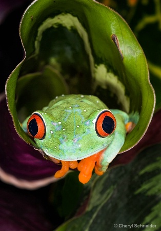 Red-Eyed Tree Frog 1110