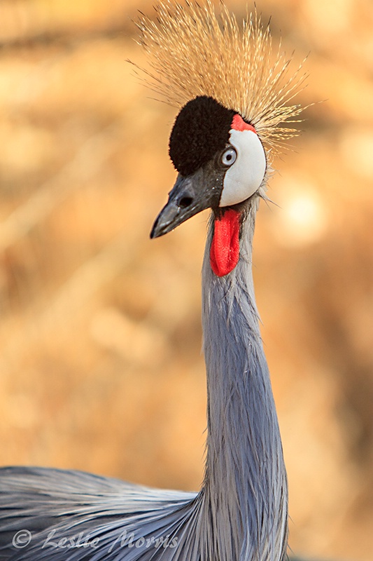 East African Crowned Crane Portrait - ID: 13350213 © Leslie J. Morris