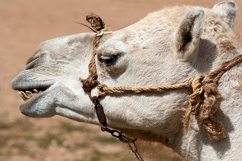 Camel talk