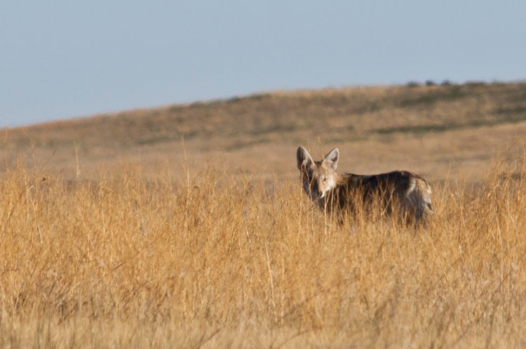 coyote in prairie grass